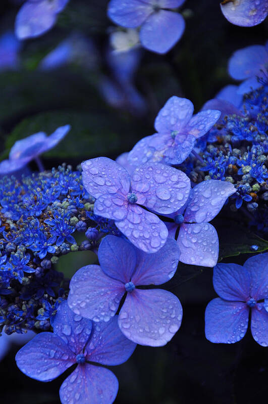 Flowers Poster featuring the photograph Blue Hydrangea by Noah Cole