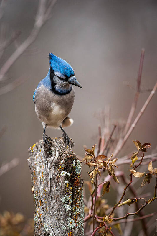 Animal Poster featuring the photograph Blue Jay on Hedge Post 2 by Jeff Phillippi