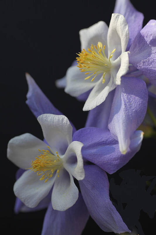 Blue Poster featuring the photograph Blue Swan Columbine by Tammy Pool