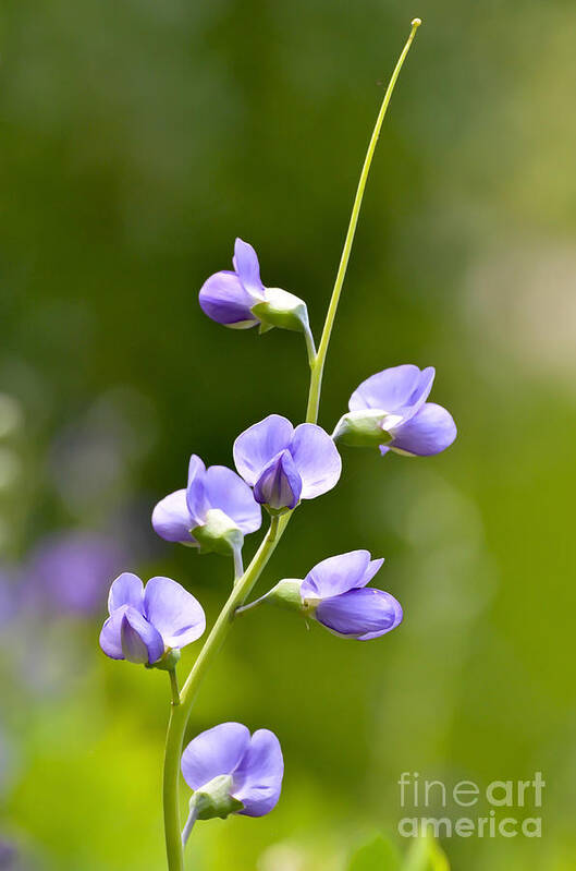 Blue Wild Indigo Poster featuring the photograph Blue Wild Indigo by Kerri Farley