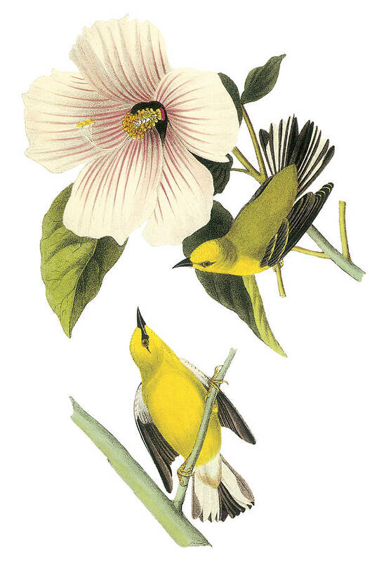 John James Audubon Poster featuring the painting Blue-winged Warbler by John James Audubon