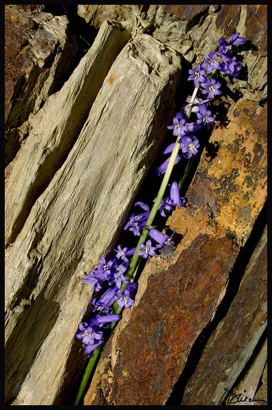 Bluebells Poster featuring the photograph Bluebells in Cornwall Rock by Peggy Dietz