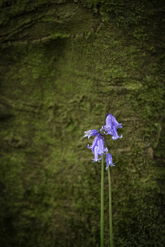 Bluebell Poster featuring the photograph Bluebells by Nigel R Bell