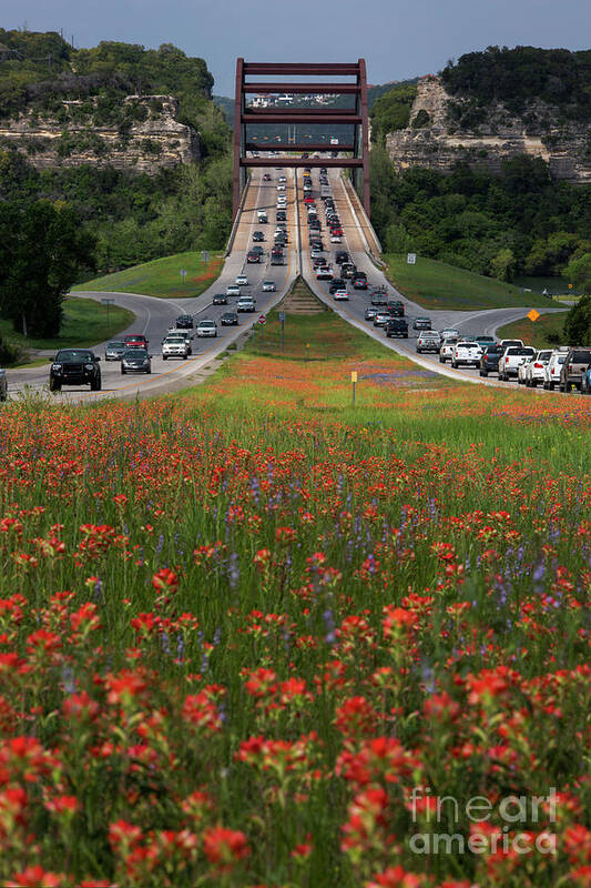 Bluebonnets Poster featuring the photograph Bluebonnets and Indian Paintbrush wildflowers line the 360 Capit by Dan Herron