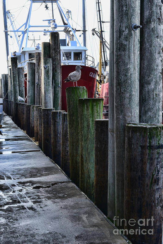 Paul Ward Poster featuring the photograph Boat Docks by Paul Ward