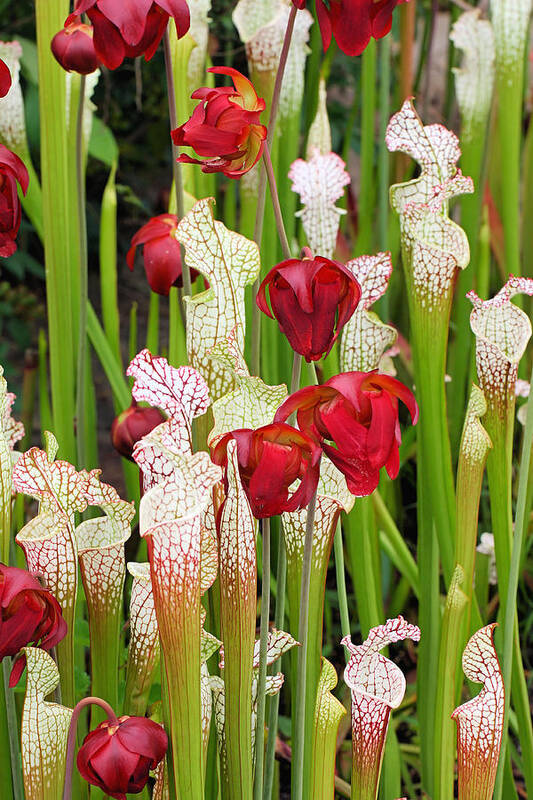 Pitcher Plants Poster featuring the photograph Bog in Bloom by Katherine White