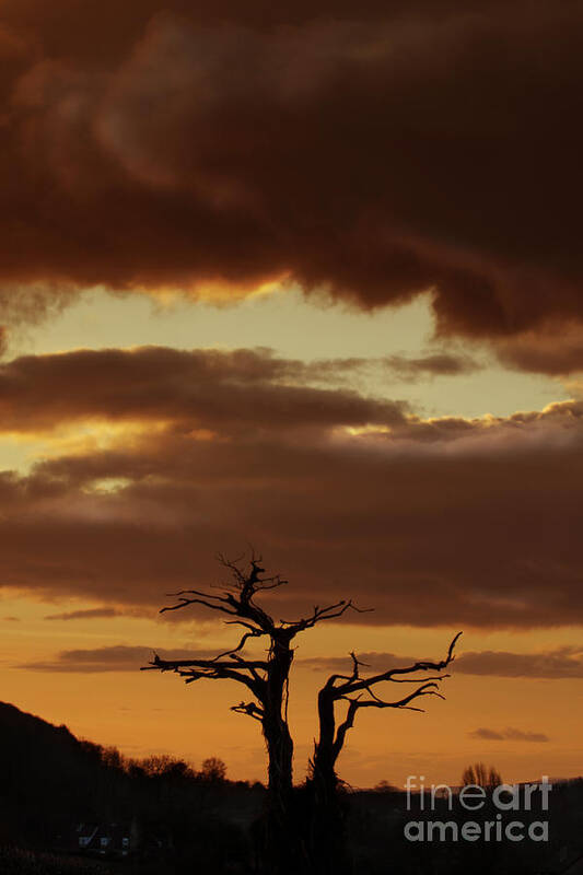 Tree Poster featuring the photograph Bonsai Tree by Ang El