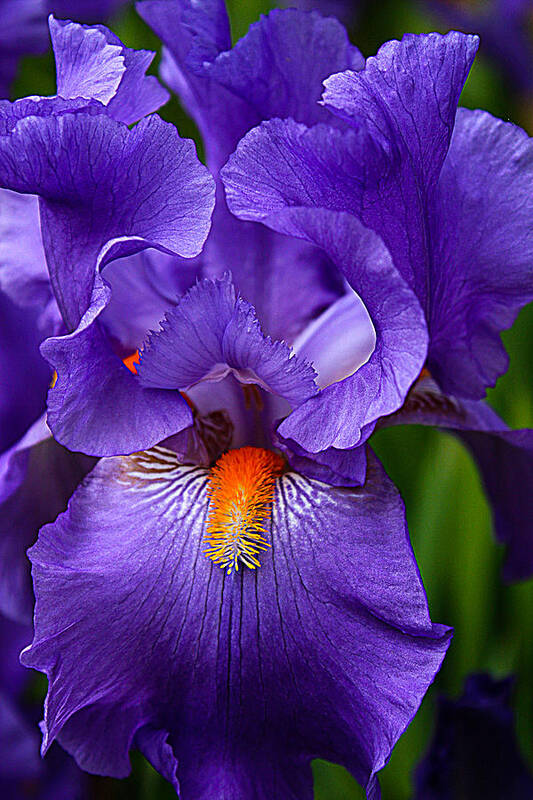 Botanical Poster featuring the photograph Botanical Beauty in Purple by Toma Caul