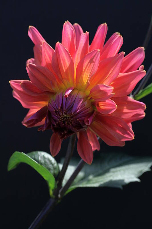 Dahlia Poster featuring the photograph Bowing Dahlia by Tammy Pool