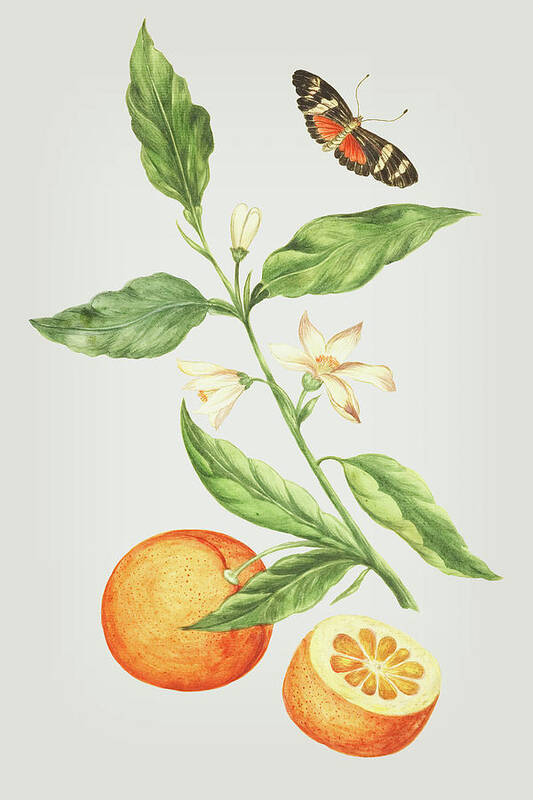 Branch With Blossoming Orange Blossom Poster featuring the mixed media Branch With Blossoming Orange Blossom, Oranges And Butterfly by Cornelis Markee 1763 by Movie Poster Prints