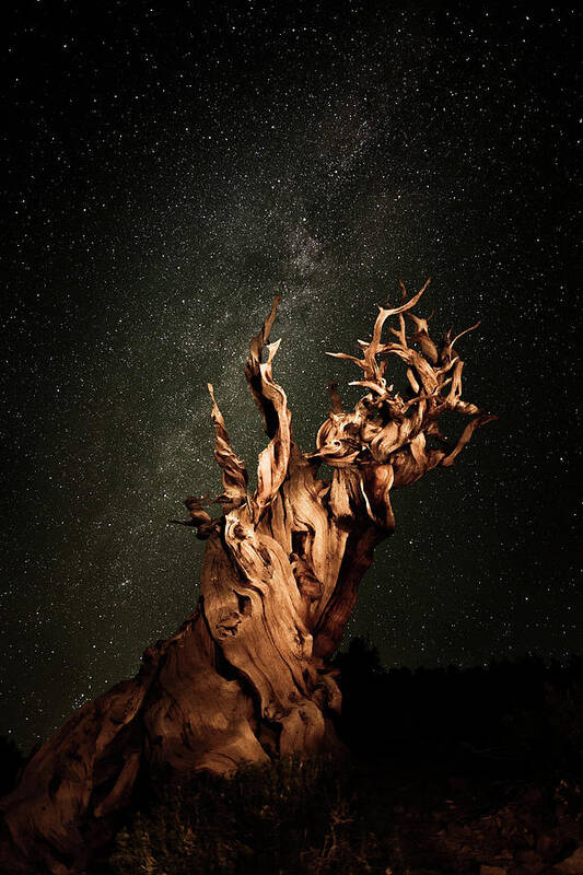  Poster featuring the photograph Bristlecone Nights by Stacie Rabe