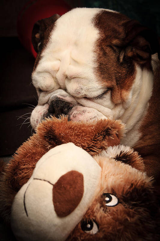 Animal Poster featuring the photograph Bull Dog vs. Stuffed Dog by Joni Eskridge