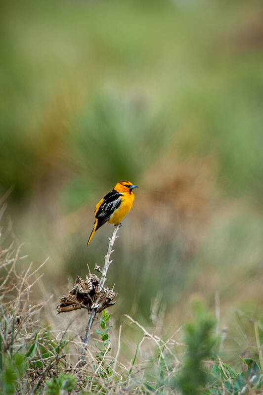 Bird Poster featuring the photograph Bullock's Oriole by Jeff Phillippi