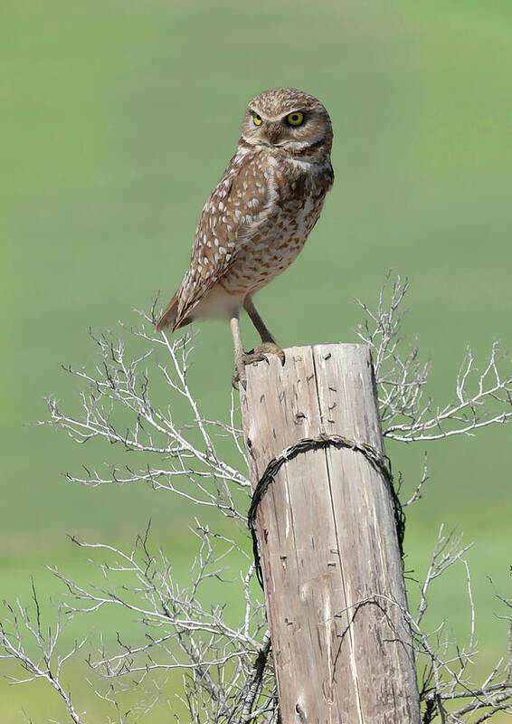 Burrowing Owl Poster featuring the photograph Burrowing Owl on Post by Steve McKinzie