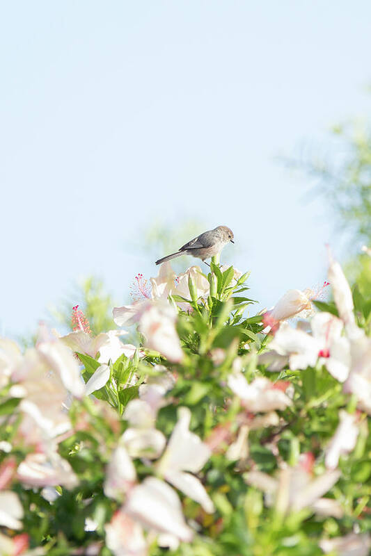 Bushtit Poster featuring the photograph Bushtit Atop the Hibiscus by Susan Gary