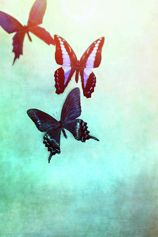Butterfly Poster featuring the photograph Butterflies Fading by Stephanie Frey