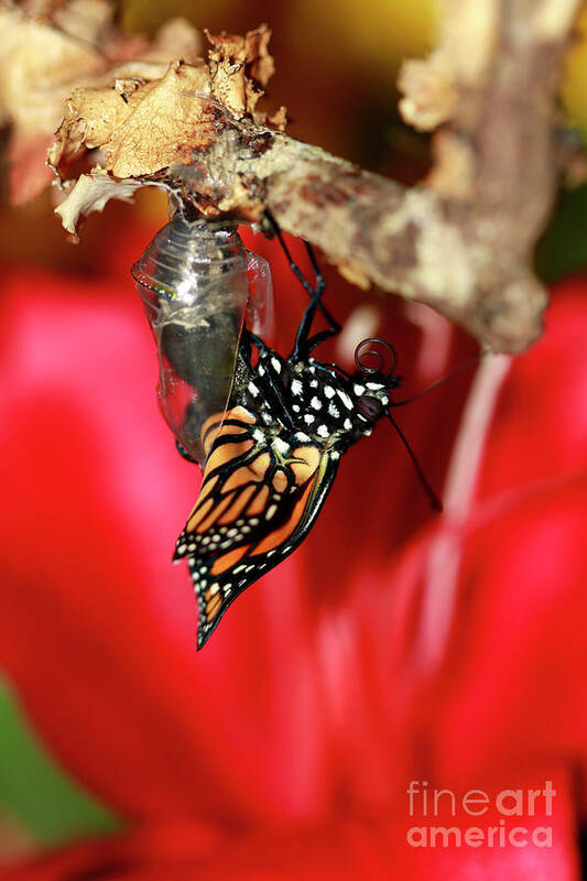 Butterfly Poster featuring the photograph Butterfly Monarch Hatching by Luana K Perez