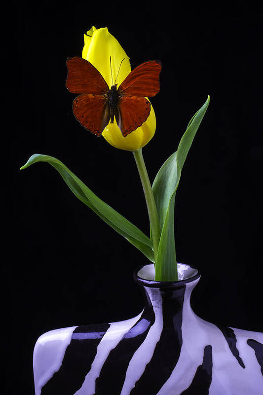 Beauty Poster featuring the photograph Butterfly Resting On Yellow Tulip In Vase by Garry Gay