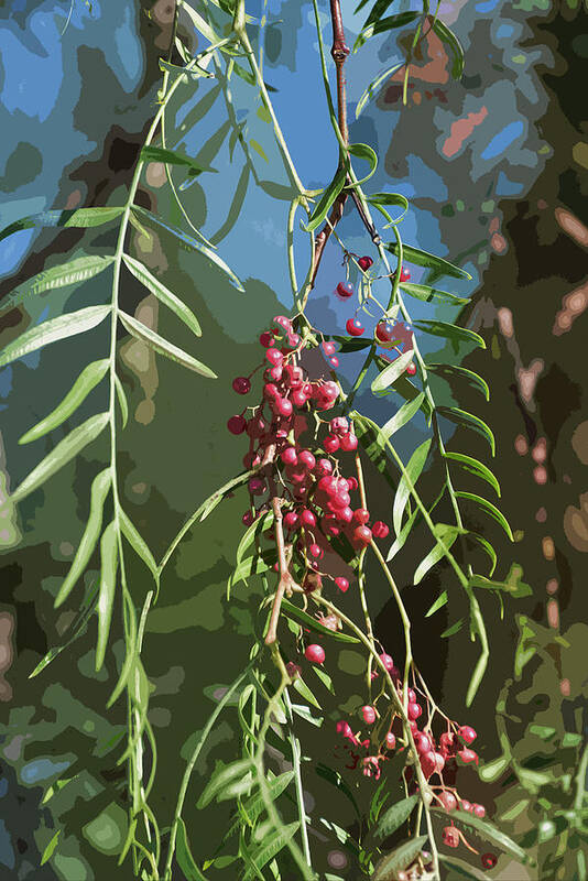 Linda Brody Poster featuring the digital art California Pepper Tree Leaves Berries Abstract by Linda Brody