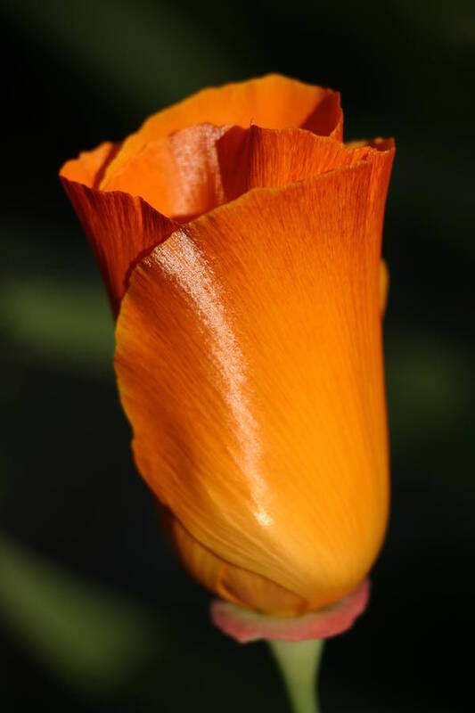 California Poster featuring the photograph California Poppy by Jeff Floyd CA