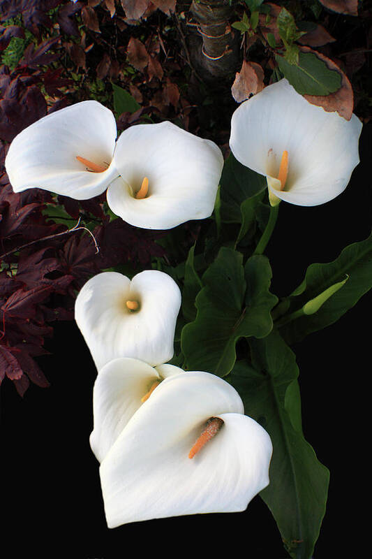 Lily Poster featuring the photograph Calla Lilies by Aidan Moran