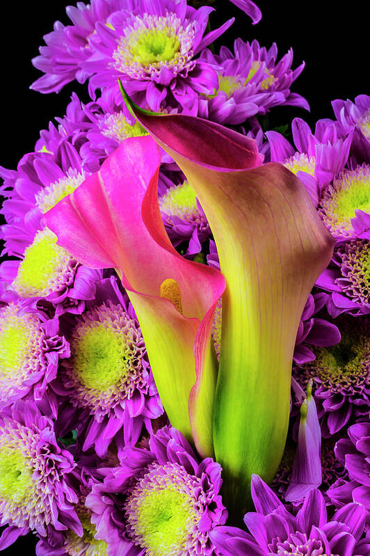 Purple Poster featuring the photograph Calla Lillies And Poms by Garry Gay