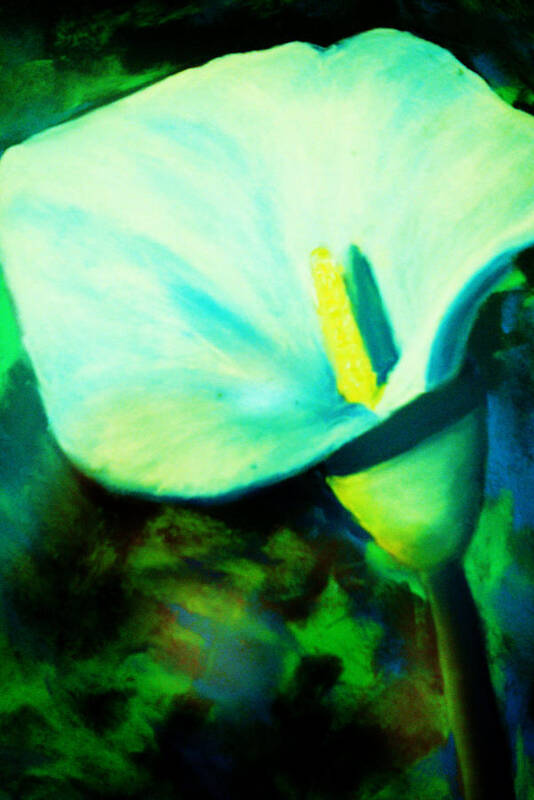 White Calla Lily Poster featuring the painting Calla Lily by Melinda Etzold