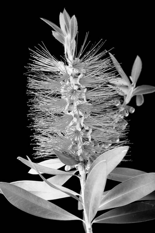 Bottlebrush Poster featuring the photograph Callistemon Beauty 5 by Kelley King