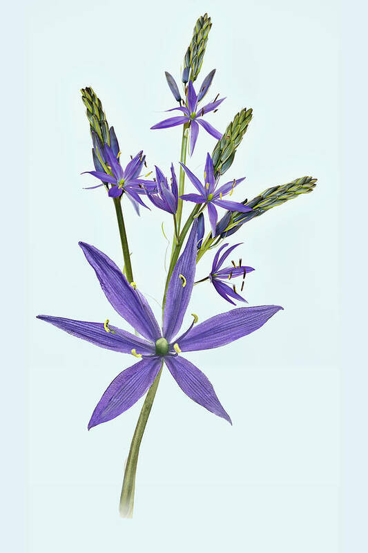 Flowers Poster featuring the digital art Camas, the flowers by John Christopher