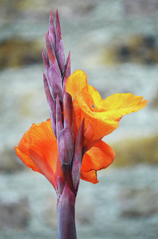 Cannas Poster featuring the photograph Cannas by Terence Davis