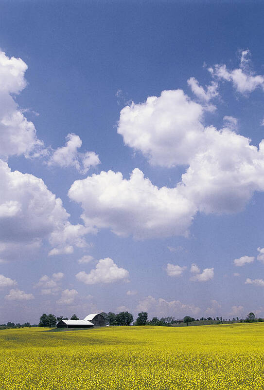 Canola Poster featuring the photograph Canola Field by Steve Somerville