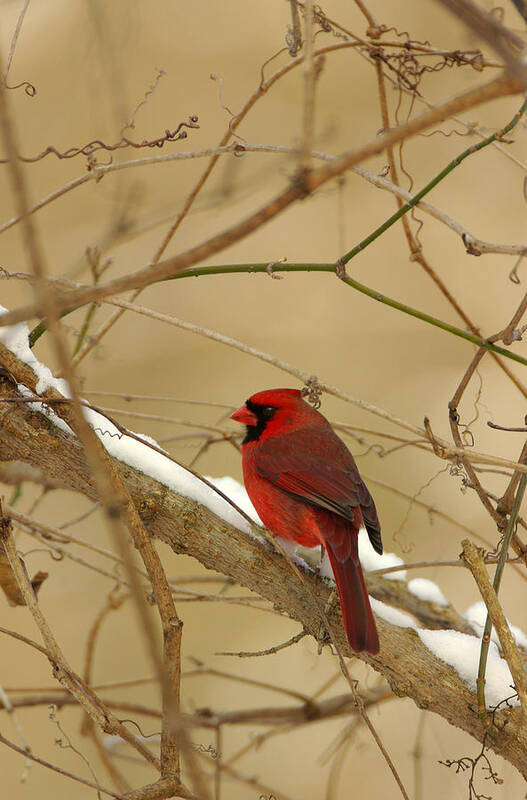  Poster featuring the photograph Cardinal in Winter by John Harmon