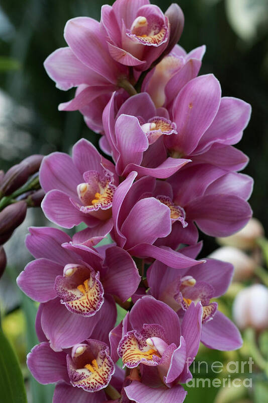 Flower Poster featuring the photograph Cascading Orchids by Sherry Hallemeier