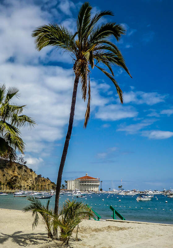 Catalina Poster featuring the photograph Catalina Casino and Palm Tree by Pamela Newcomb