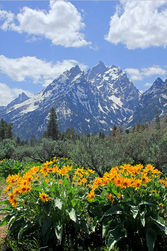 Mt. Moran Poster featuring the photograph DM9328-Cathedral Group Tetons by Ed Cooper Photography
