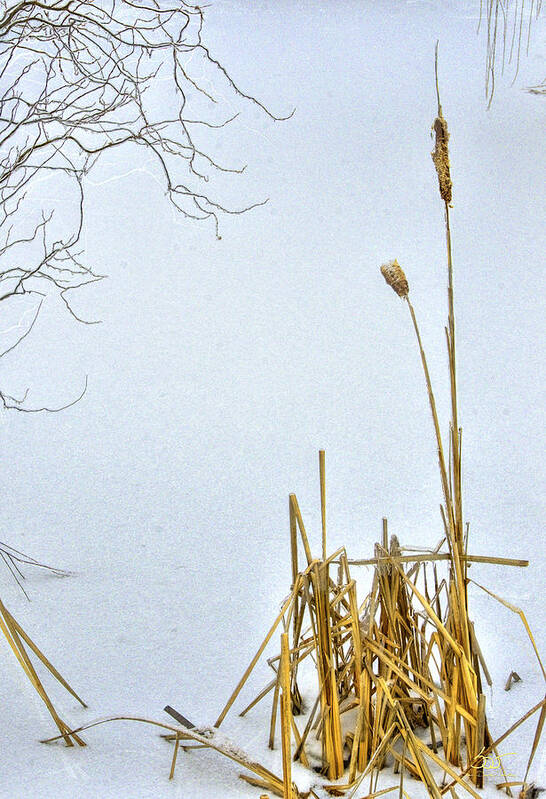 Cattails Poster featuring the photograph Cattails in Winter by Sam Davis Johnson