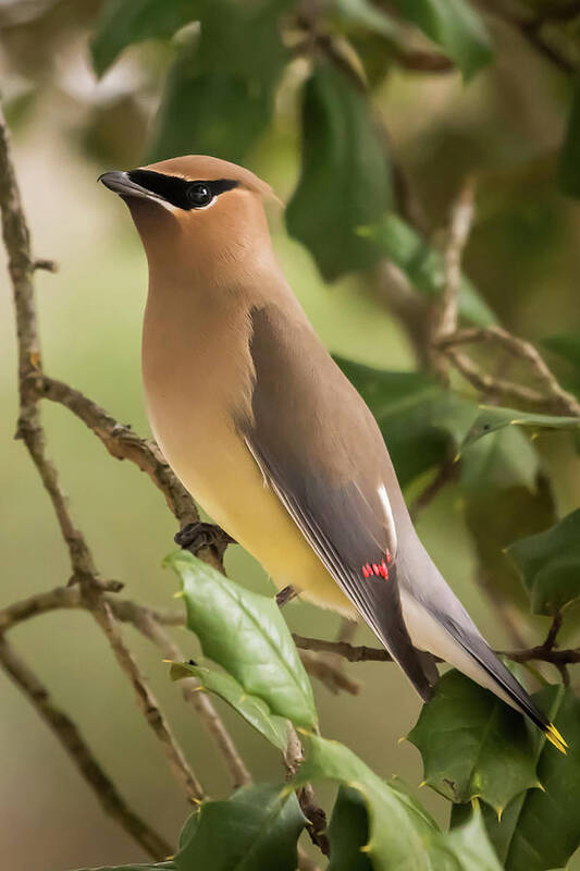 Cedar Waxwing Portrait Poster featuring the photograph Cedar Waxwing Portrait by Terry DeLuco