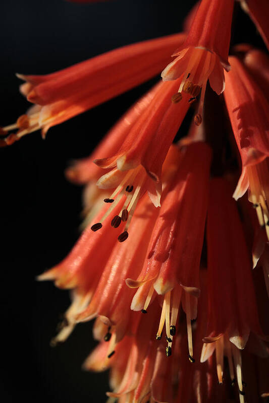 Red Hot Poker Poster featuring the photograph Chandelier by Connie Handscomb