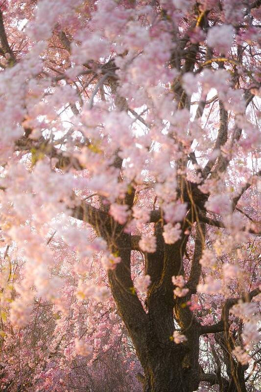 Cherryblossoms Poster featuring the photograph Cherry blossoms#11 by Yasuhiro Fukui