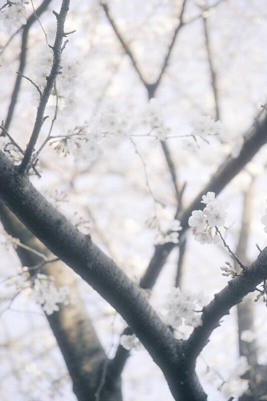 Cherryblossoms Poster featuring the photograph Cherry blossoms#4 by Yasuhiro Fukui