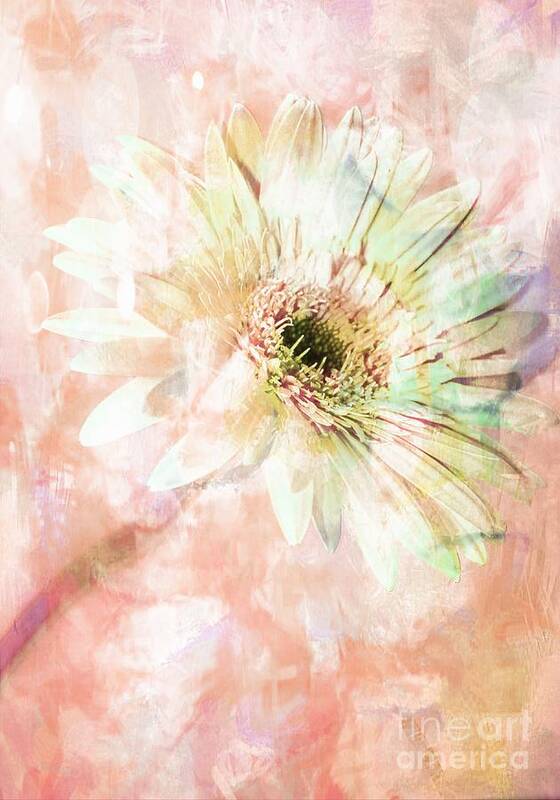 Gerbera Poster featuring the photograph Chic by Clare Bevan