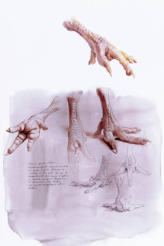 Chicken Foot Poster featuring the painting Chicken Foot Study by Attila Meszlenyi