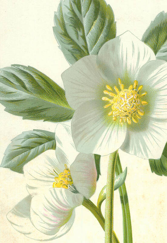 Christmas Rose Poster featuring the painting Christmas Rose by Frederick Edward Hulme