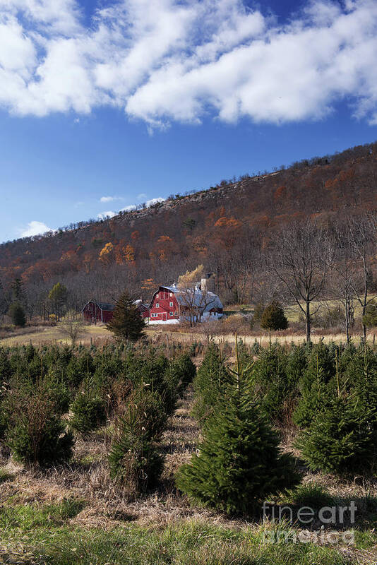 Landscape Poster featuring the photograph Christmas Tree Shopping by Nicki McManus