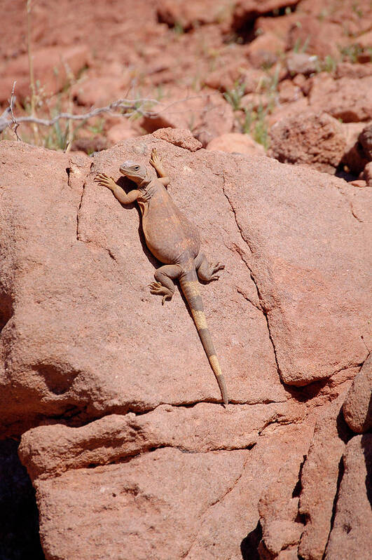 Chuckwalla Poster featuring the photograph Chuckwalla, Sauromalus ater by Breck Bartholomew