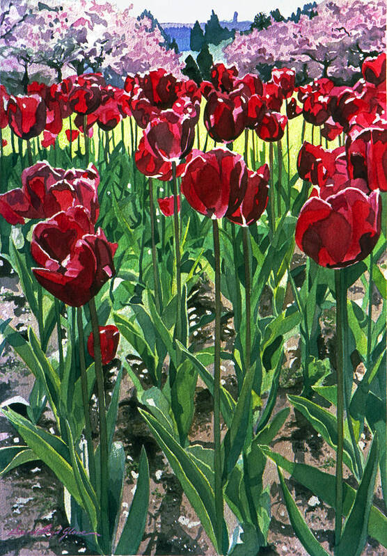 Tulip Poster featuring the painting Claret Tulips by David Lloyd Glover