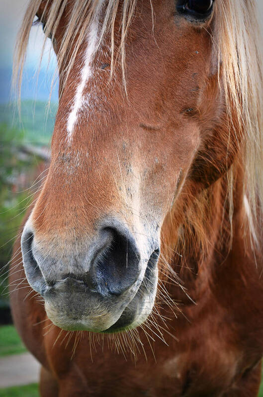 Horse Poster featuring the pyrography Close - up of a horse by Rumiana Nikolova