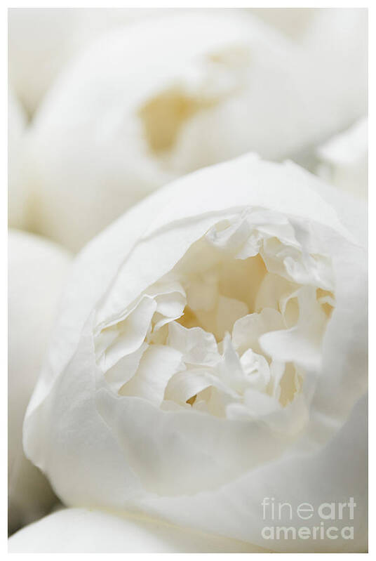Clean Poster featuring the photograph Close up of Peonies by Lenny Carter
