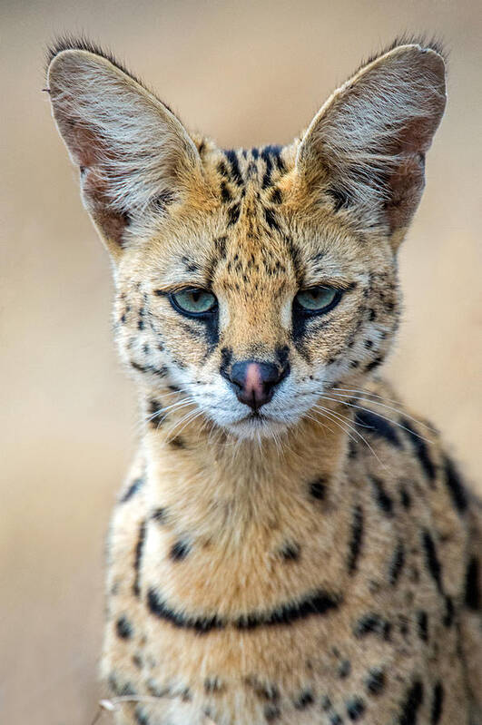 Photography Poster featuring the photograph Close-up Of Serval Leptailurus Serval by Panoramic Images