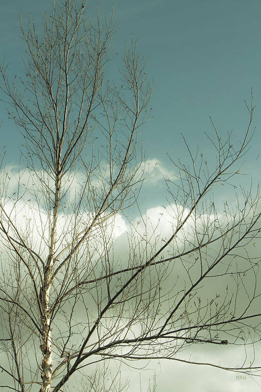 Tree Top Poster featuring the photograph Cloudy Blue Sky Through Tree Top No 1 by Ben and Raisa Gertsberg